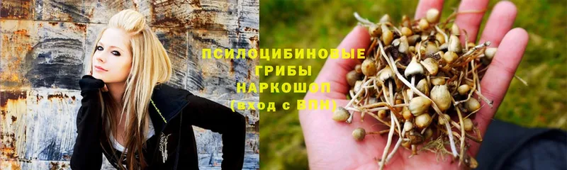 Галлюциногенные грибы GOLDEN TEACHER  Партизанск 